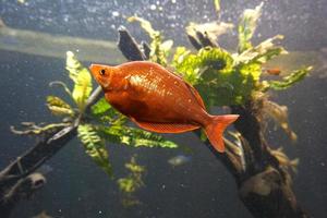 Orange Gurami Fish Swimming in Aquarium photo