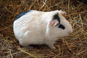 White Guinea Pig - Pet Animal photo