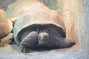 Old Turtle - Front View, Close-Up Photograph photo