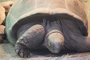 Old Turtle - Front View, Close-Up Photograph photo