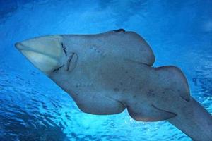 Ray Fish Swimming Underwater photo