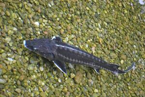 Black Catfish Swimming in Water - Top View photo