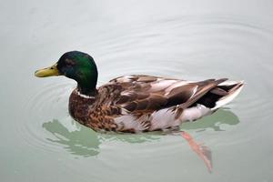 Single Male Mallard Duck Swimming in Water photo