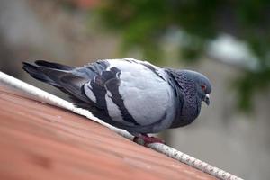 Pigeon Standing on a Roof with Defocused Background photo