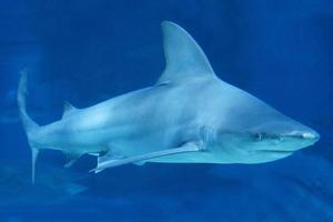 Shark Swimming Underwater photo