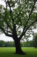 árbol y césped en parque foto