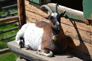 White and Brown Goat Sitting on Wooden Bench photo