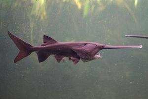 Saw Fish with Open Mouth photo