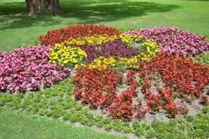 vistoso cama de flores en jardín foto