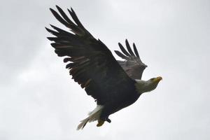 volador blanco y marrón americano águila foto