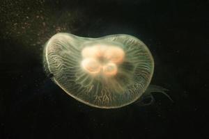 Jellyfish Swimming in Water photo