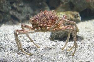 Crab with Long Legs Underwater photo