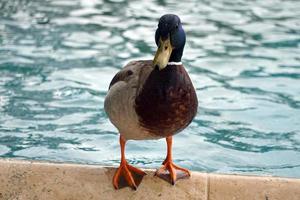 masculino pato real Pato en pie en estanque borde foto