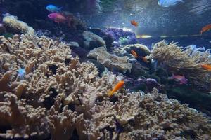 coral arrecife, pescado - agua salada acuario foto