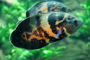 Black and Orange Gurami Fish, Plants in Background photo