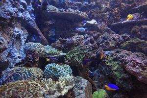 coral arrecife, pescado - agua salada acuario foto