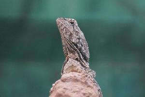 lagartija en un rock - de cerca en cabeza foto