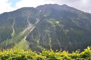 montañas y verde planta en primero plan - Alpes en Austria foto