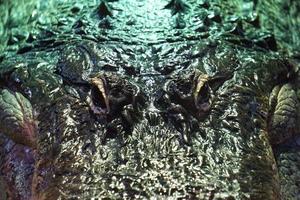 Alligator, Crocodile - Close-Up on Head photo