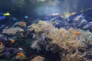 coral arrecife, pescado - agua salada acuario foto