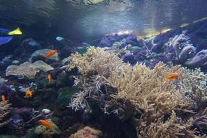 Coral Reef, Fish - Saltwater Aquarium photo