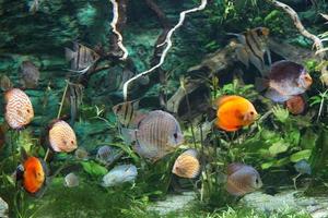 Many Discus Fish Swimming, Plants photo