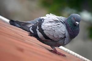 Pigeon Standing on a Roof with Defocused Background photo