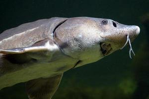 Silver Fish Swimming Underwater photo