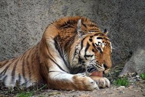Tiger Laying on a Ground photo