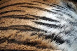 Tiger Fur - Great As Pattern photo