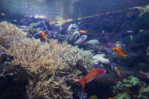 coral arrecife, pescado - agua salada acuario foto