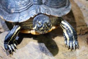 Tortuga caminando en un Roca foto