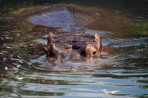 Hippopotamus Swimming in Water - Close-Up on Head photo