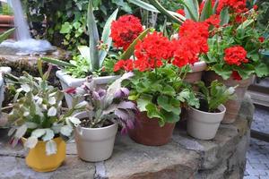 Red Flowers in Pots Standing on Stone Wall photo