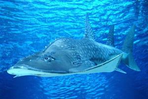 Ray Fish Swimming Underwater photo