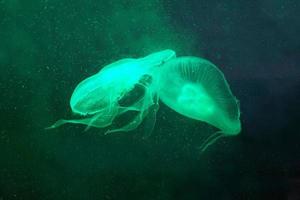 Two Jellyfish Swimming in Water photo