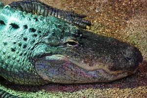 Alligator, Crocodile - Close-Up on Head photo