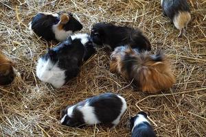 Guinea Pigs - Pet Animals photo