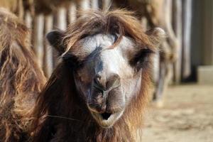 Camel - Close-Up on Face photo