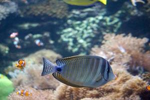 coral arrecife, pescado - agua salada acuario foto