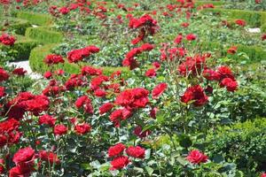 rosas rojas en el jardin foto