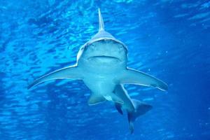 Shark Swimming Underwater photo