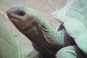 Tortuga - de cerca fotografía, desenfocado antecedentes foto