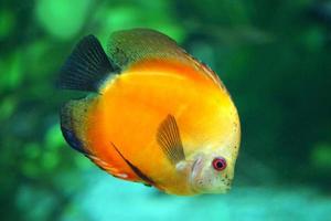 Orange Discus Fish - Side View photo