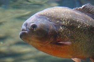 piraña pescado - lado ver foto