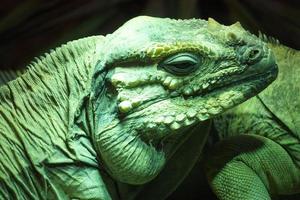 Green Iguana Lizard - Close-Up on Head photo