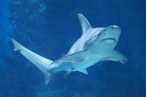 Shark Swimming Underwater photo