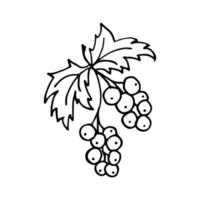 Red Ribes in line style. Isolated hand drawing berry vector illustration. Doodle simple outline.