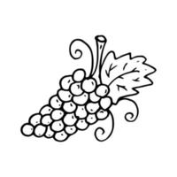 Grape vine in line style. Isolated hand drawing berry vector illustration. Doodle simple outline.