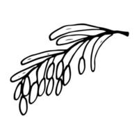 Barberry in line style. Isolated hand drawing berry vector illustration. Doodle simple outline.